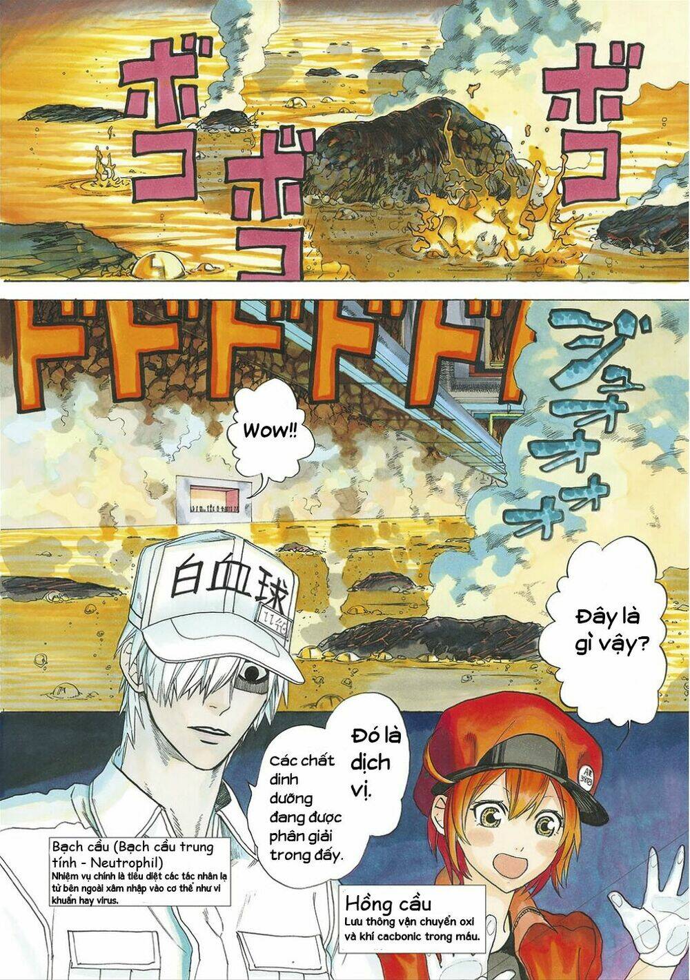 hataraku-saibou/3