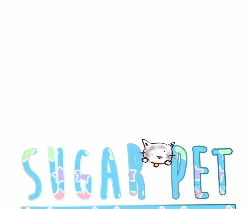 sugar-pet/8